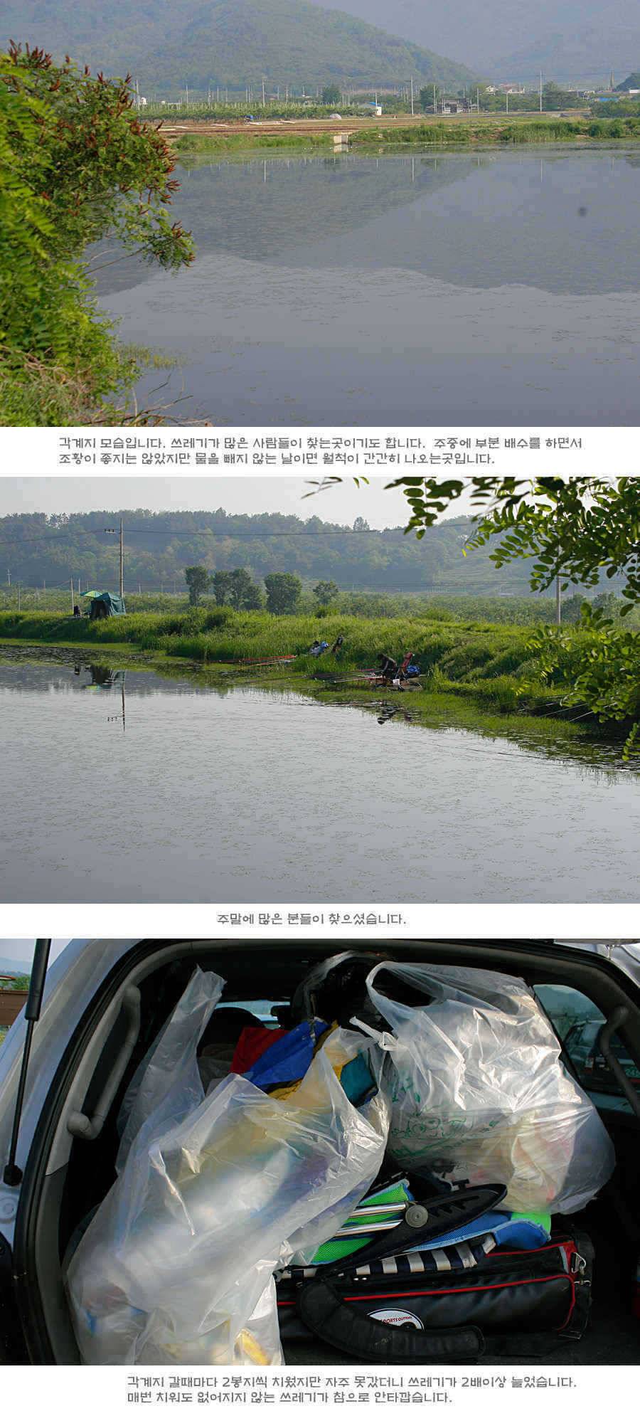 청도권 주말 주중 조황 (조황조행기 - 특파원조황)