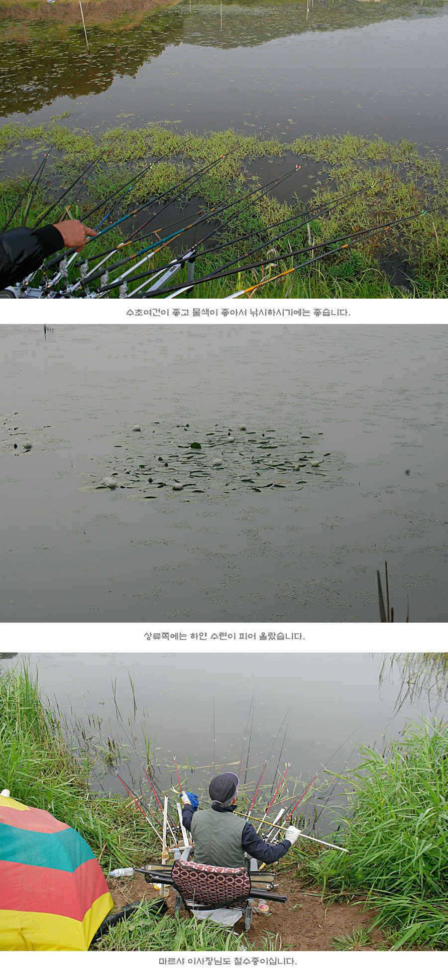 청도권 주말 주중 조황 (조황조행기 - 특파원조황)