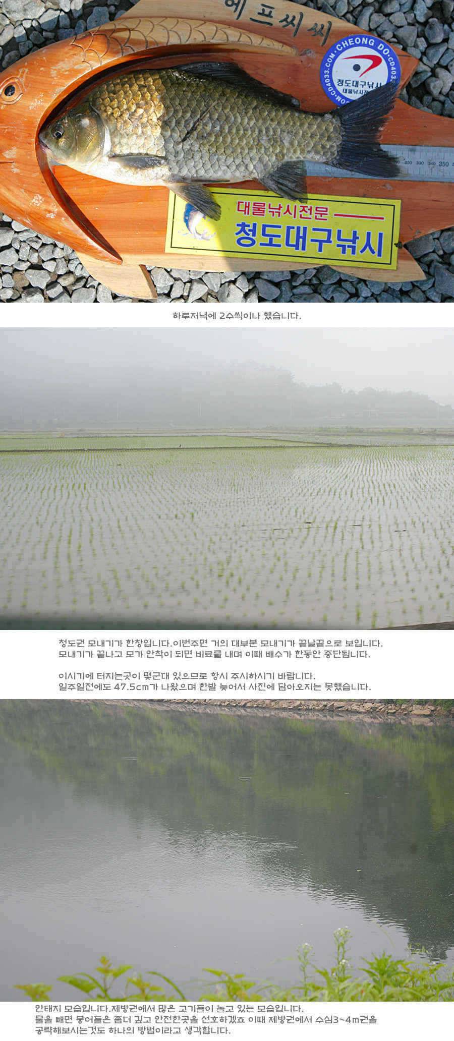 청도권 주말 주중 조황 (조황조행기 - 특파원조황)