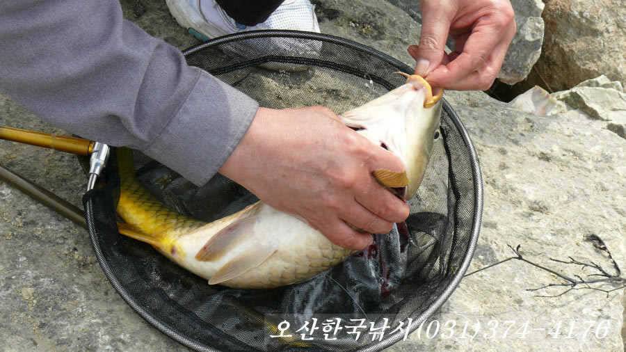 일부산란 시작하는 오산권수로 (조황조행기 - 특파원조황)