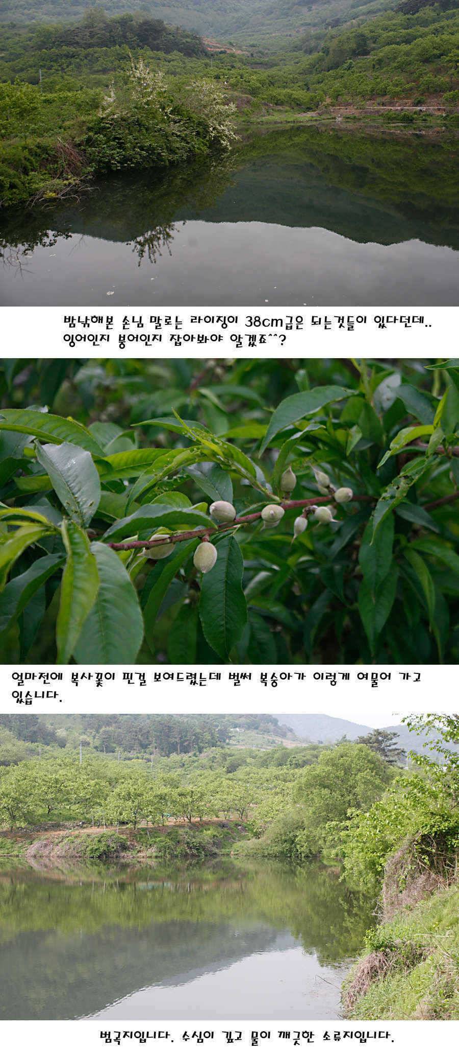 청도권 지난주 조황정보 (조황조행기 - 특파원조황)