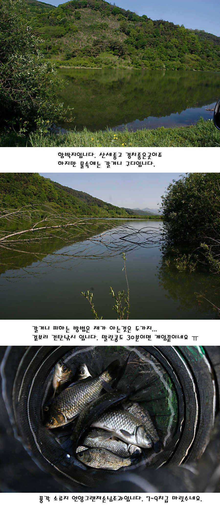 청도권 지난주 조황정보 (조황조행기 - 특파원조황)