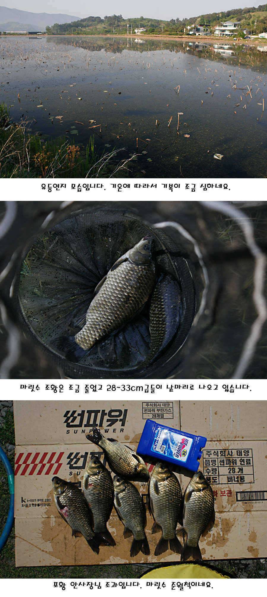 청도권 지난주 조황정보 (조황조행기 - 특파원조황)