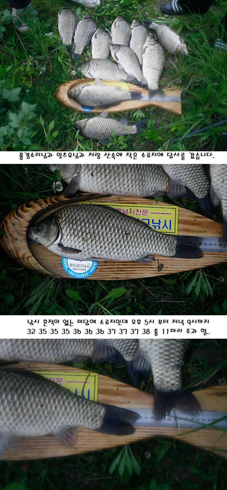 청도권 지난주 조황정보 (조황조행기 - 특파원조황)
