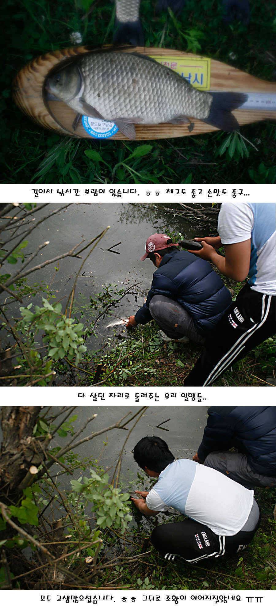청도권 지난주 조황정보 (조황조행기 - 특파원조황)