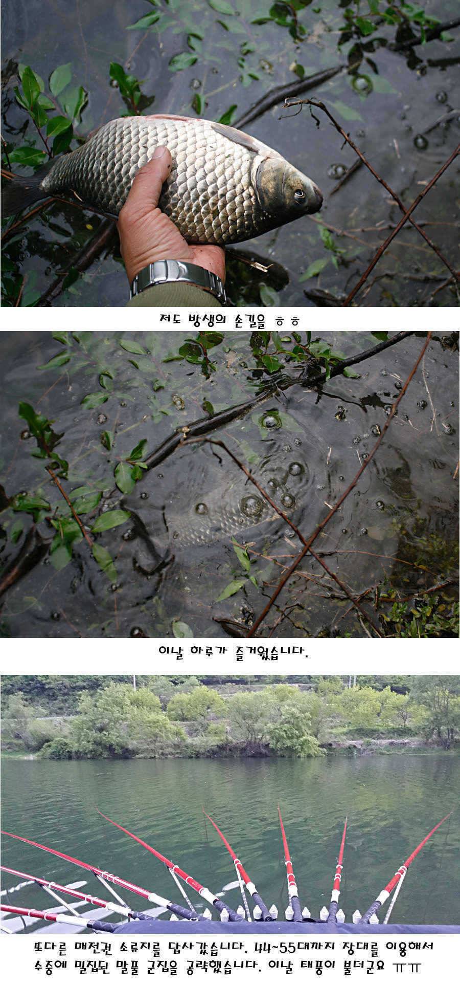 청도권 지난주 조황정보 (조황조행기 - 특파원조황)