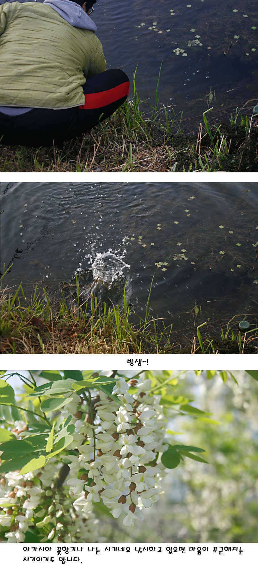청도권 지난주 조황정보 (조황조행기 - 특파원조황)