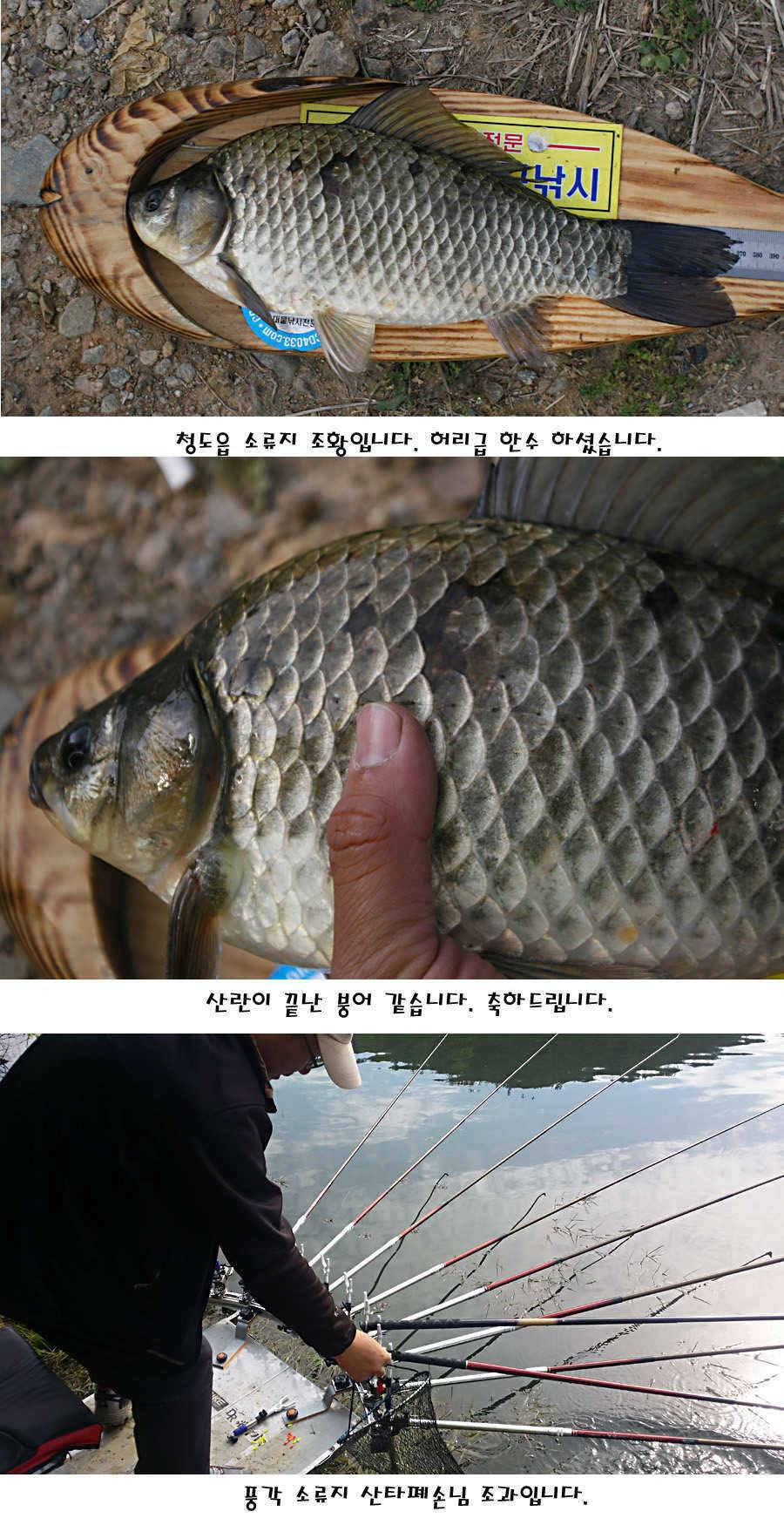청도권 지난주 조황정보 (조황조행기 - 특파원조황)