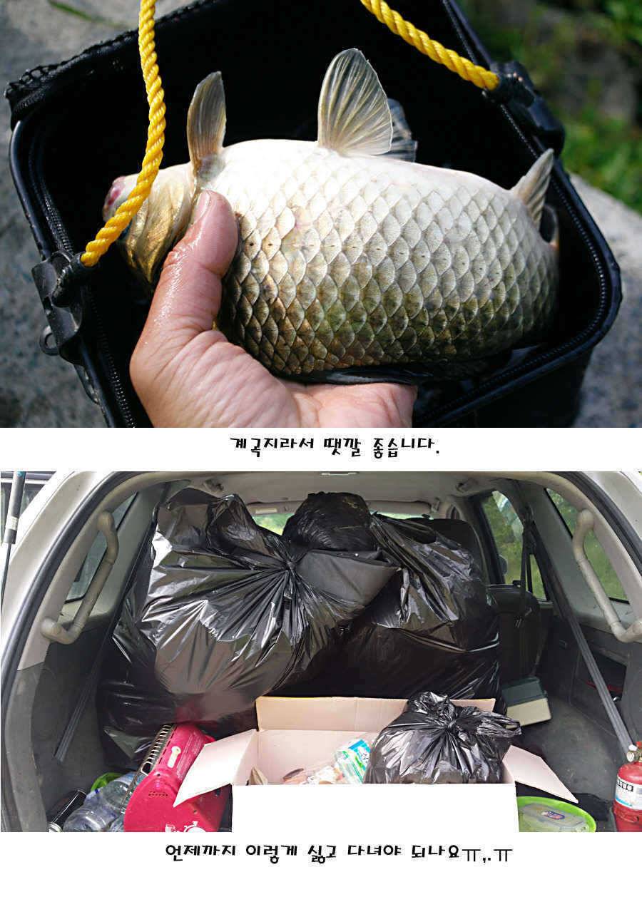 청도권 지난주 조황정보 (조황조행기 - 특파원조황)