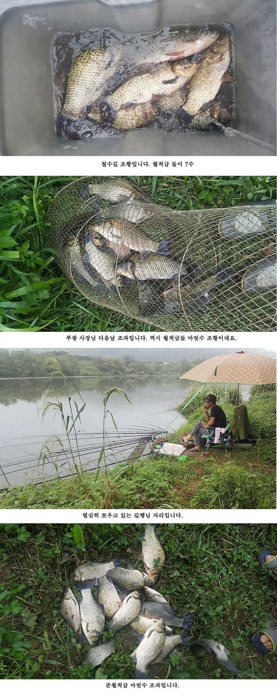 청도권 빵빵 터집니다 마릿수 준월척 조과 (조황조행기 - 특파원조황)
