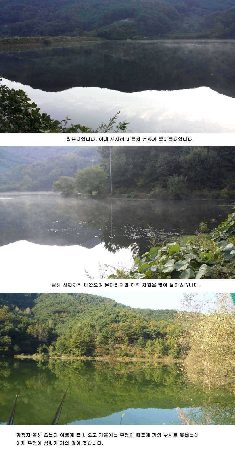 청도권 기록갱신의 시기 434748 (조황조행기 - 특파원조황)
