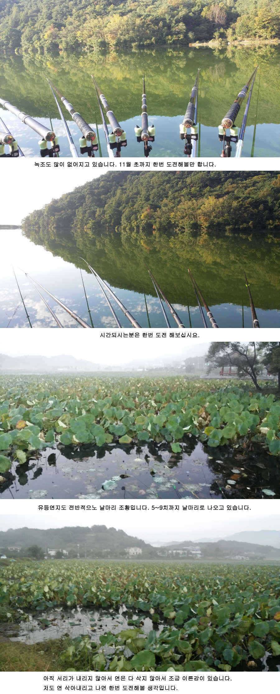 청도권 기록갱신의 시기 434748 (조황조행기 - 특파원조황)