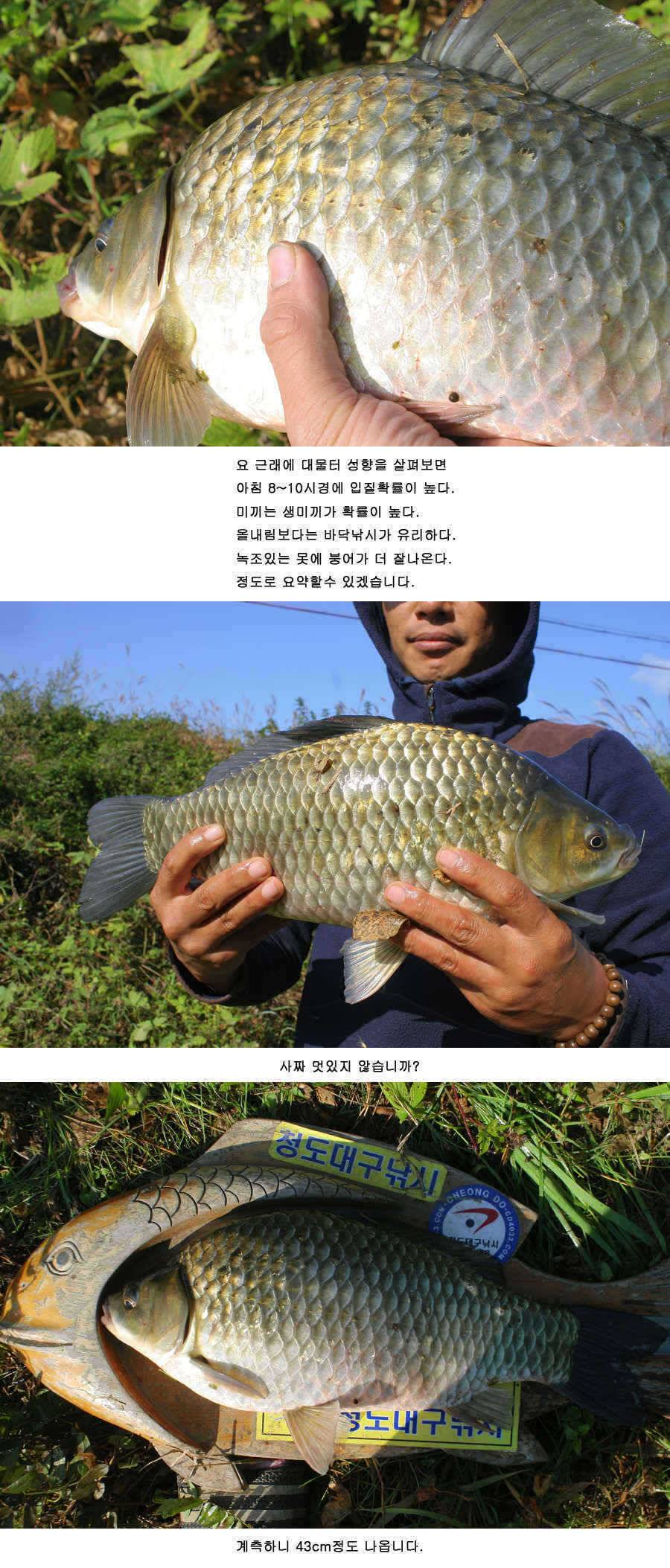 청도권 기록갱신의 시기 434748 (조황조행기 - 특파원조황)