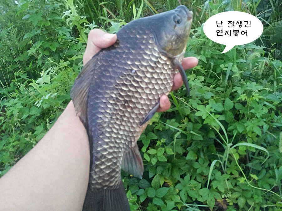 청도 유등연지 허리급들이 (조황조행기 - 특파원조황)