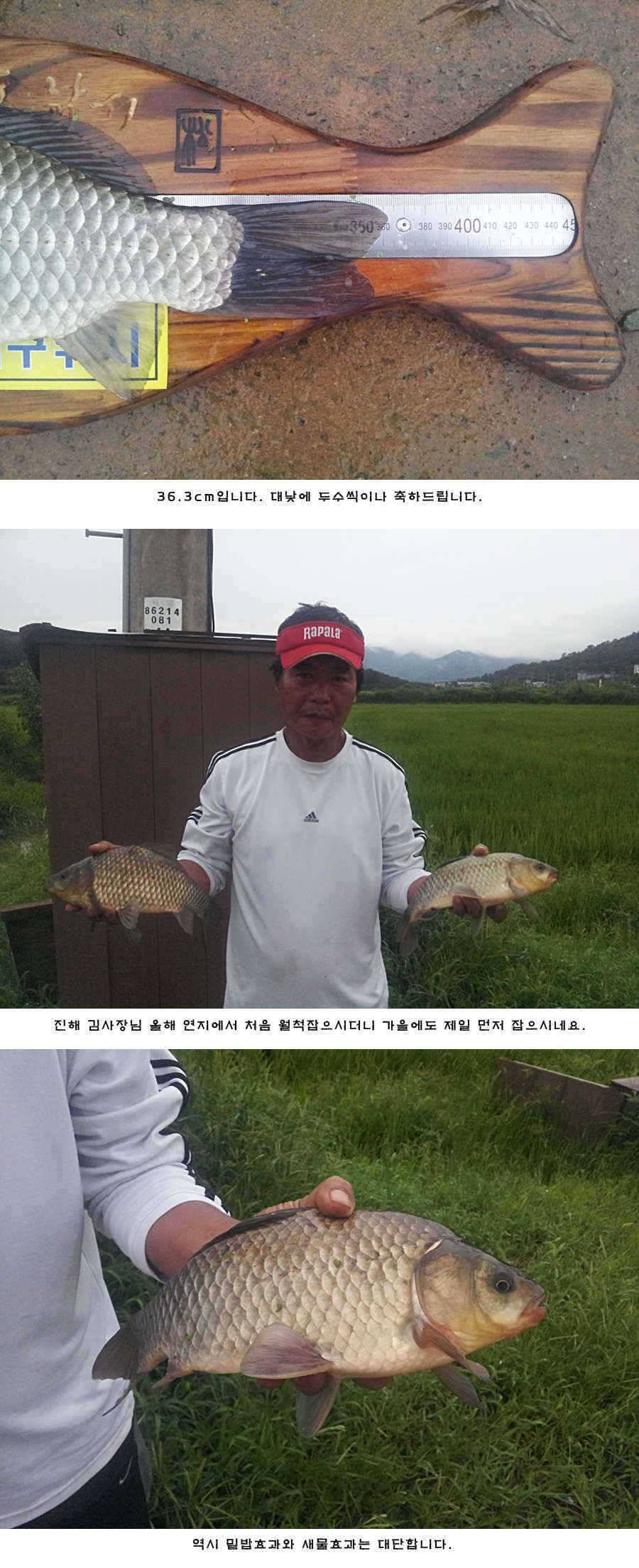 청도 유등연지 허리급들이 (조황조행기 - 특파원조황)