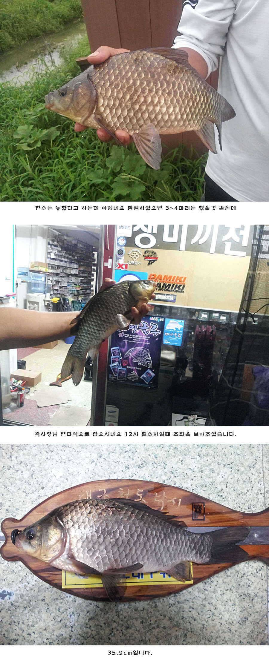 청도 유등연지 허리급들이 (조황조행기 - 특파원조황)