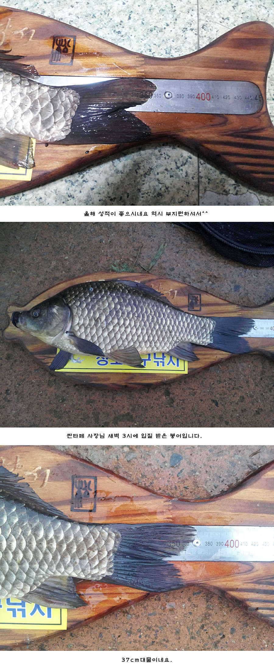 청도 유등연지 허리급들이 (조황조행기 - 특파원조황)