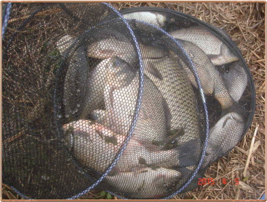 진위천 조황 소식 (조황조행기 - 특파원조황)