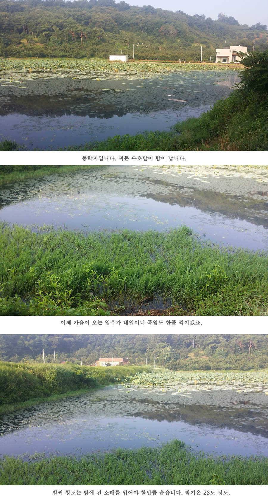 지난주 청도권 3644 7마리 이상 (조황조행기 - 특파원조황)