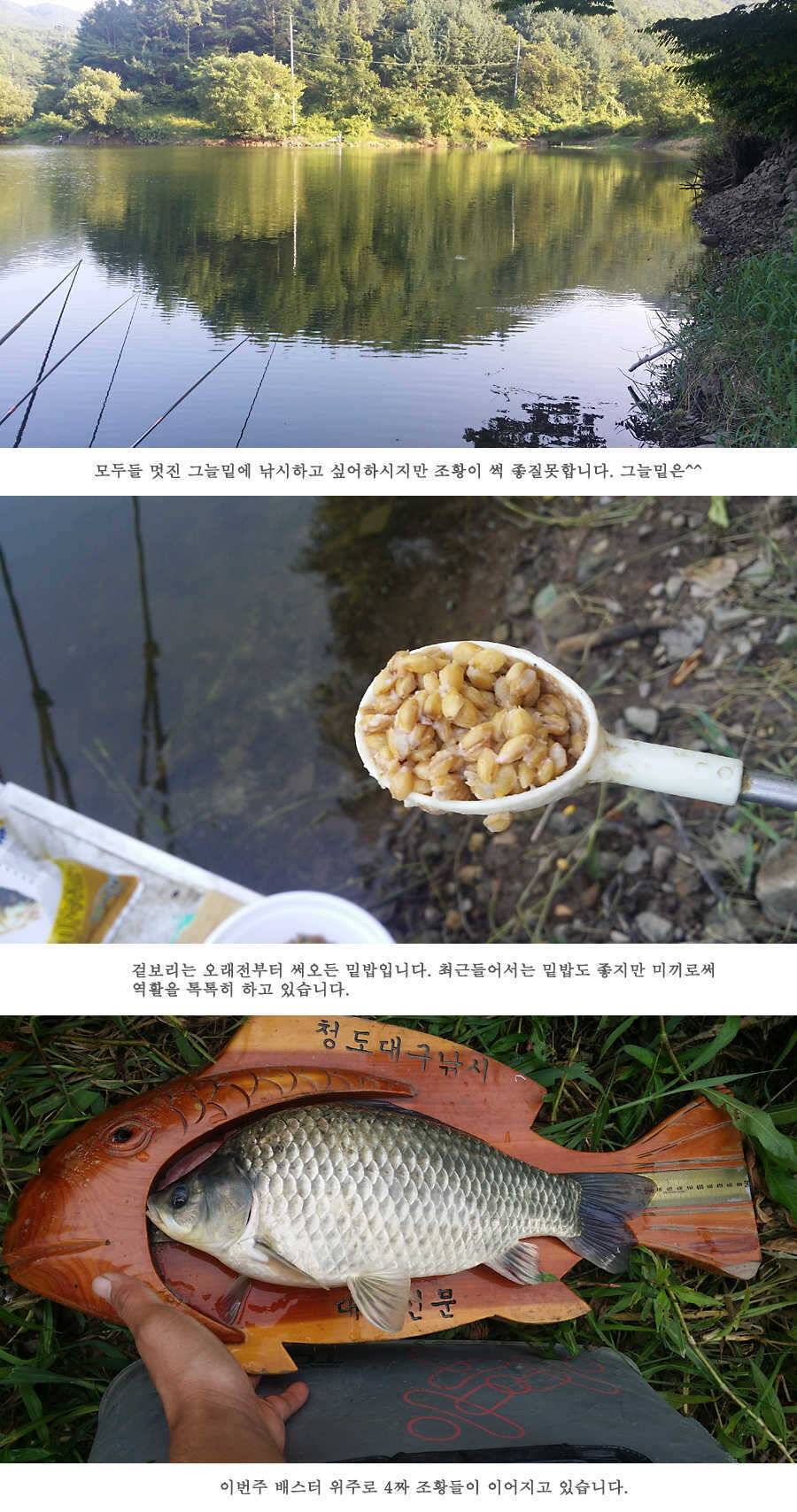지난주 청도권 3644 7마리 이상 (조황조행기 - 특파원조황)
