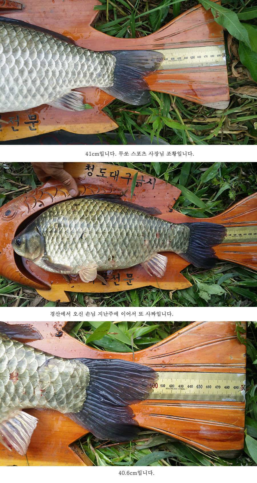지난주 청도권 3644 7마리 이상 (조황조행기 - 특파원조황)