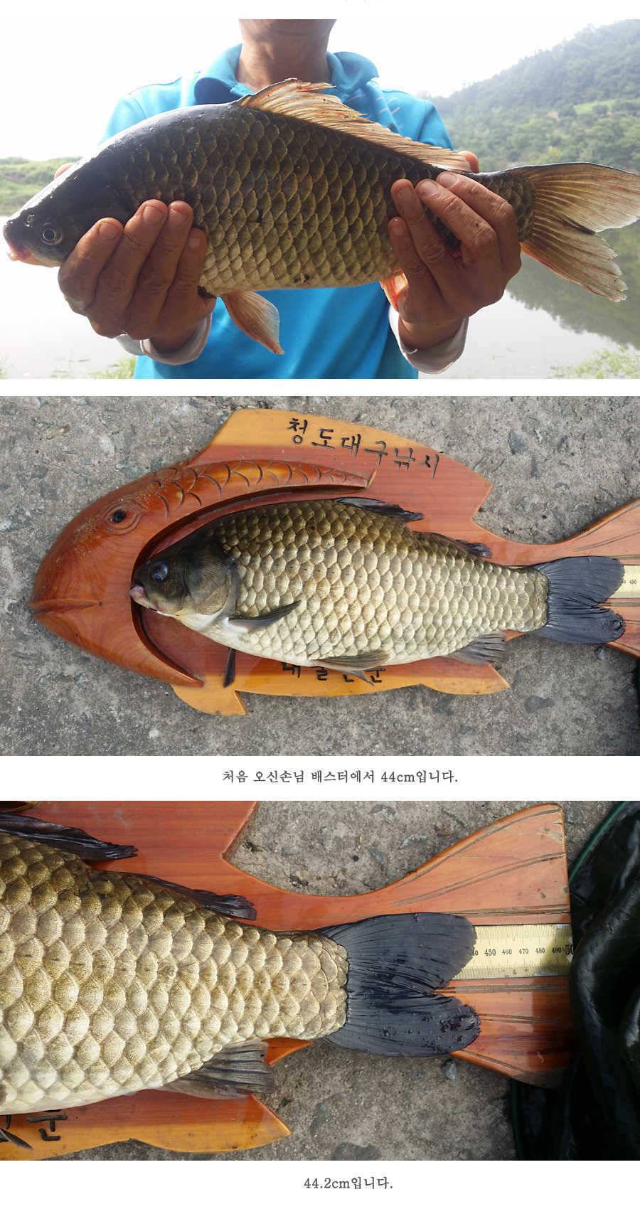 지난주 청도권 3644 7마리 이상 (조황조행기 - 특파원조황)