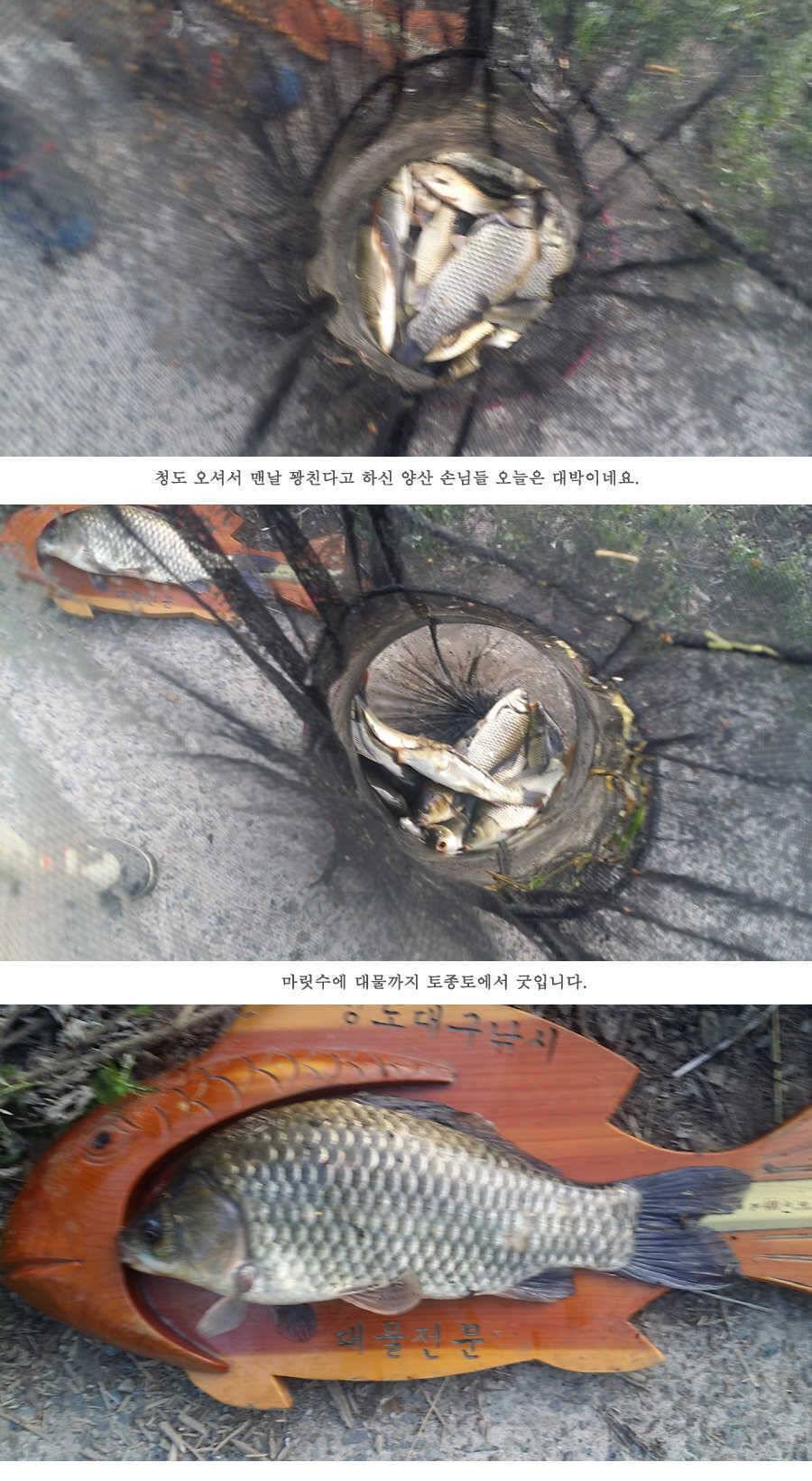 지난주 청도권 3644 7마리 이상 (조황조행기 - 특파원조황)