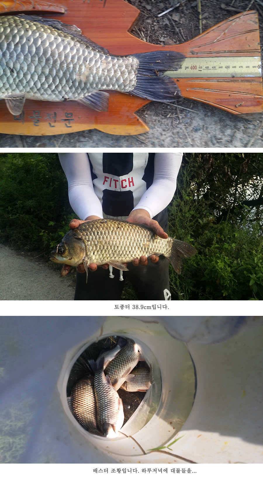 지난주 청도권 3644 7마리 이상 (조황조행기 - 특파원조황)