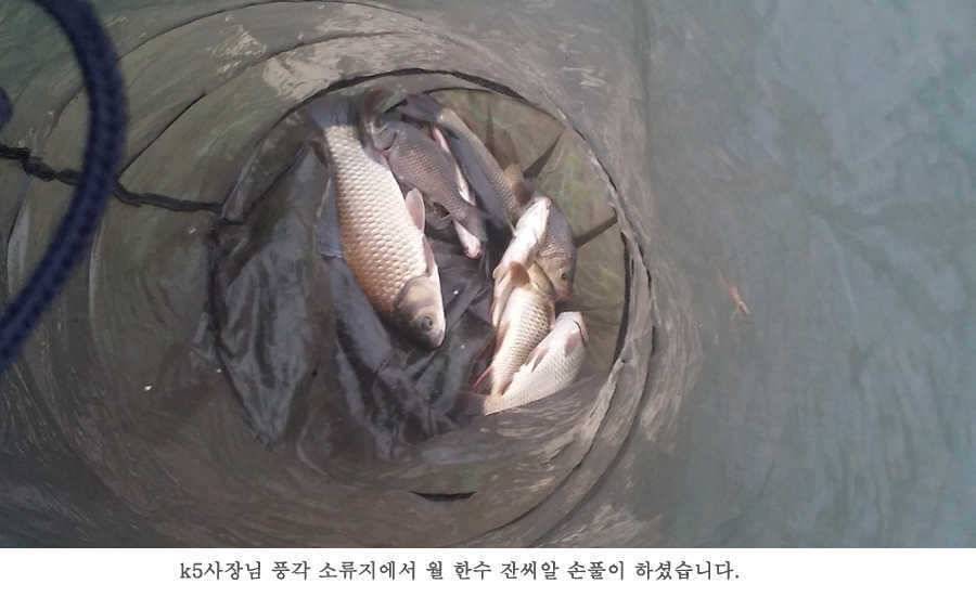 지난주 청도권 3644 7마리 이상 (조황조행기 - 특파원조황)
