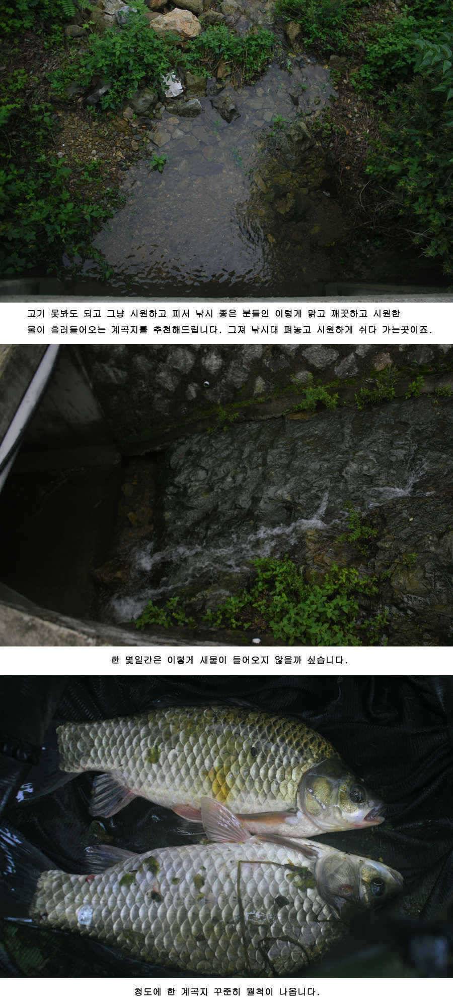 청도권 주중 조황 (조황조행기 - 특파원조황)