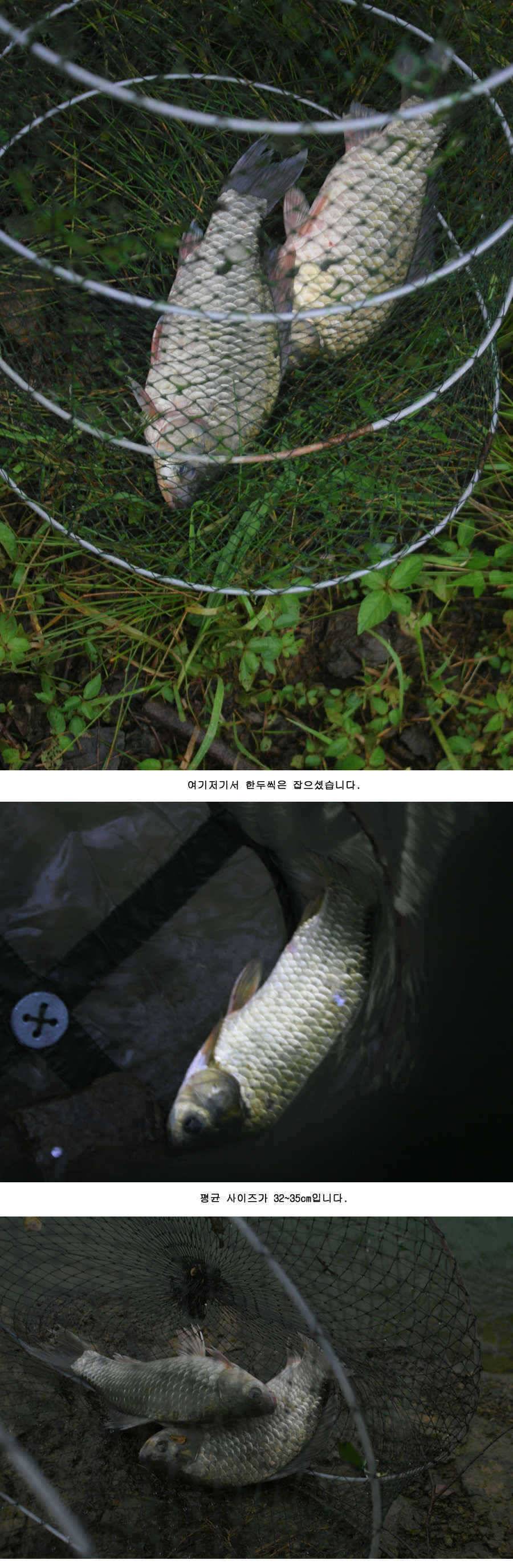 청도권 주중 조황 (조황조행기 - 특파원조황)