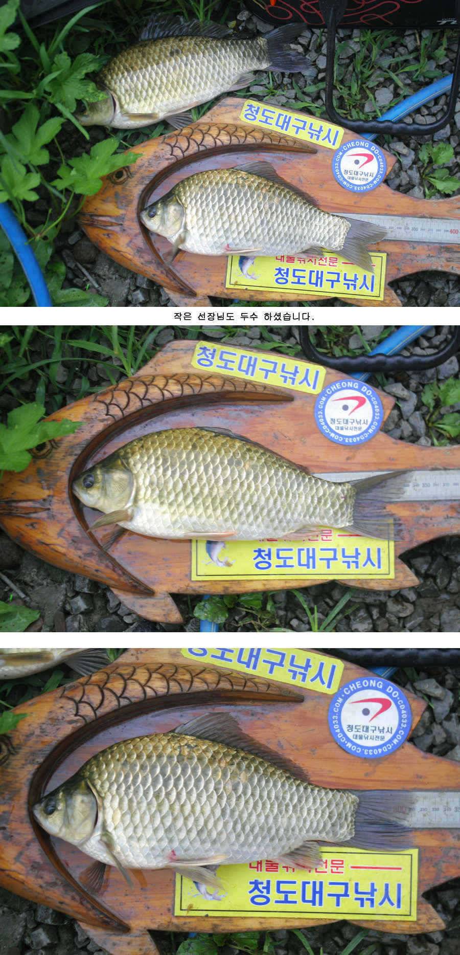 청도권 주중 조황 (조황조행기 - 특파원조황)