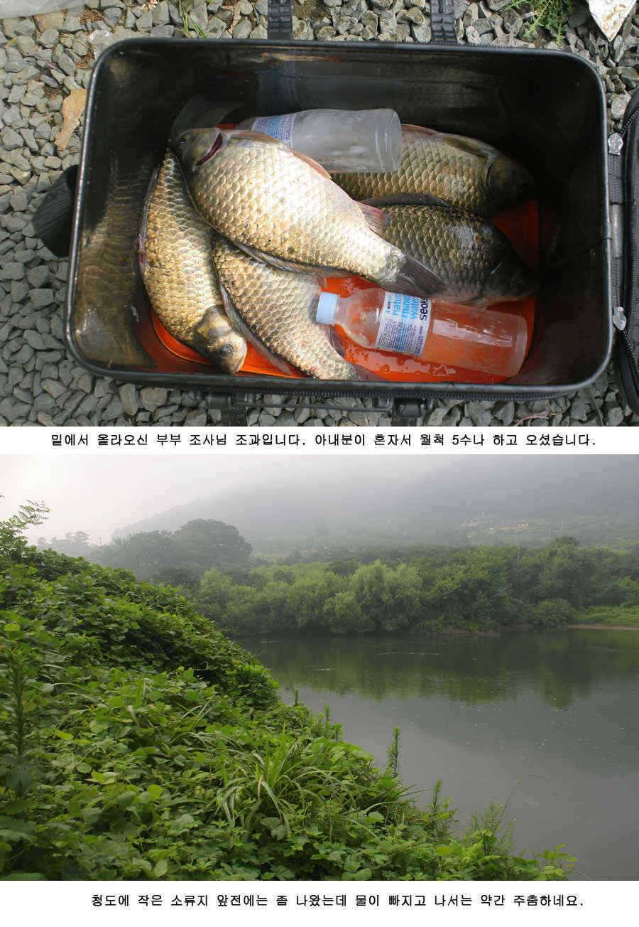 청도권 주중 조황 (조황조행기 - 특파원조황)