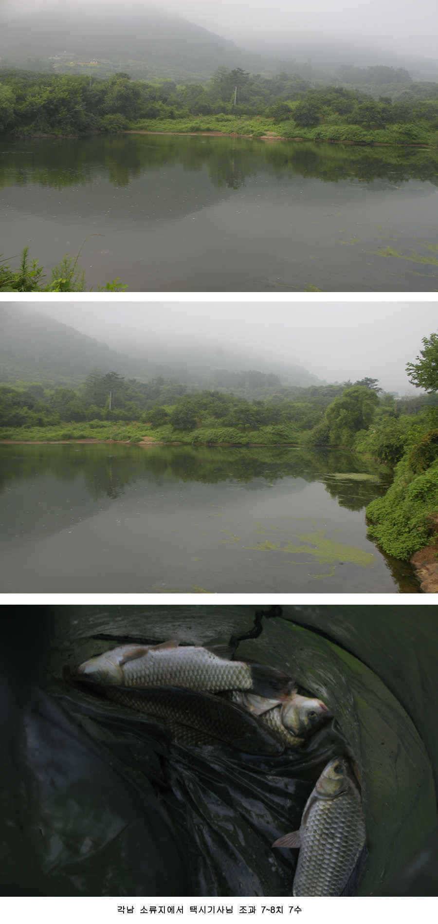 청도권 주중 조황 (조황조행기 - 특파원조황)