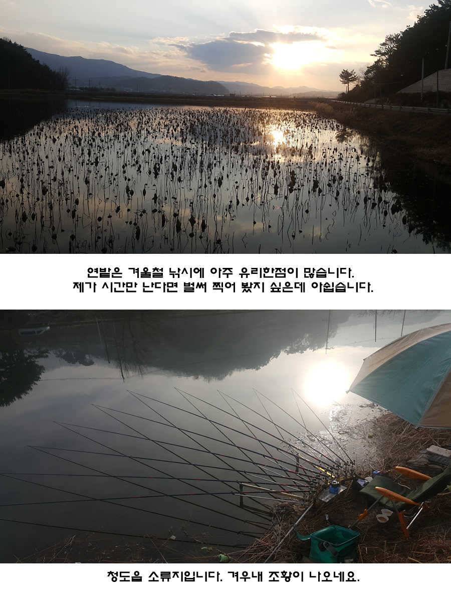 2017년 청도권 첫월척 조황 (조황조행기 - 특파원조황)