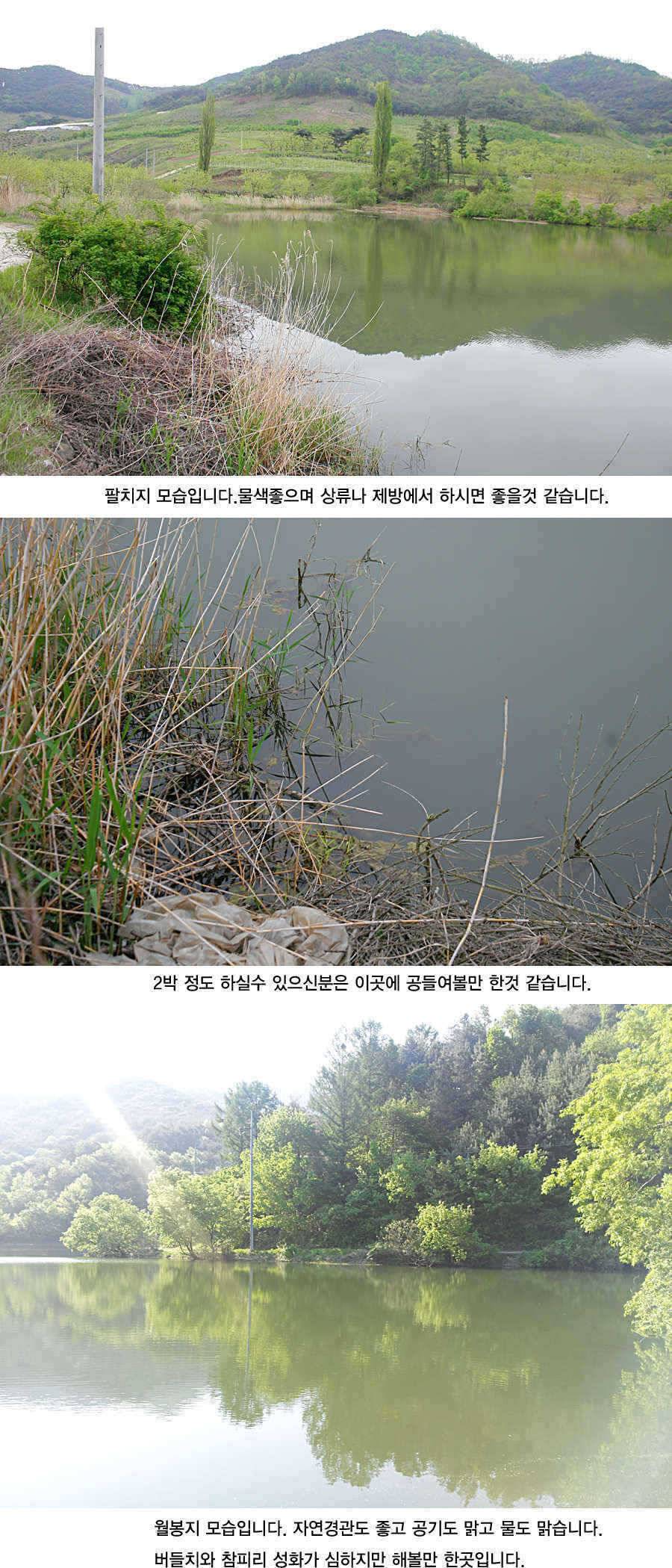 청도권 지난주 주말및 주중393938 (조황조행기 - 특파원조황)