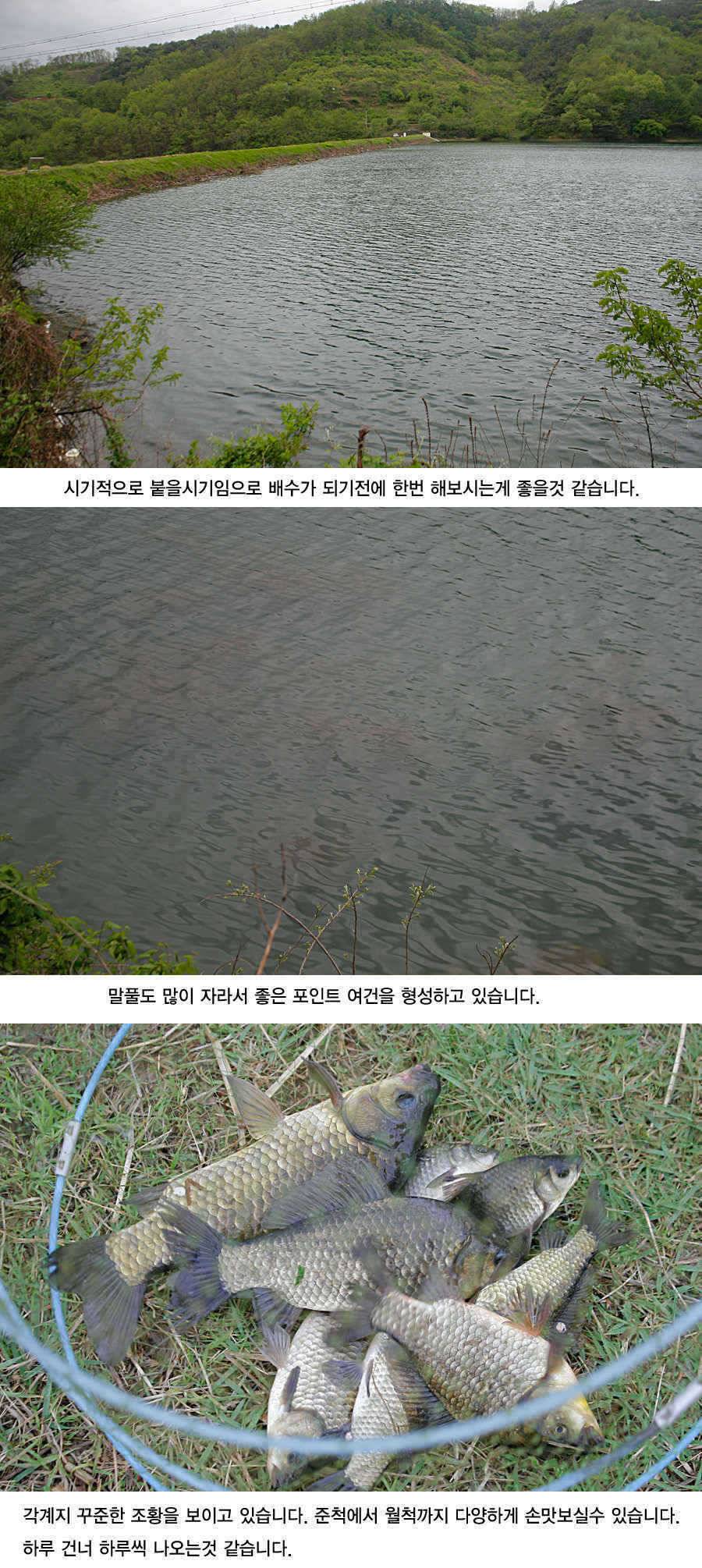 청도권 지난주 주말및 주중393938 (조황조행기 - 특파원조황)