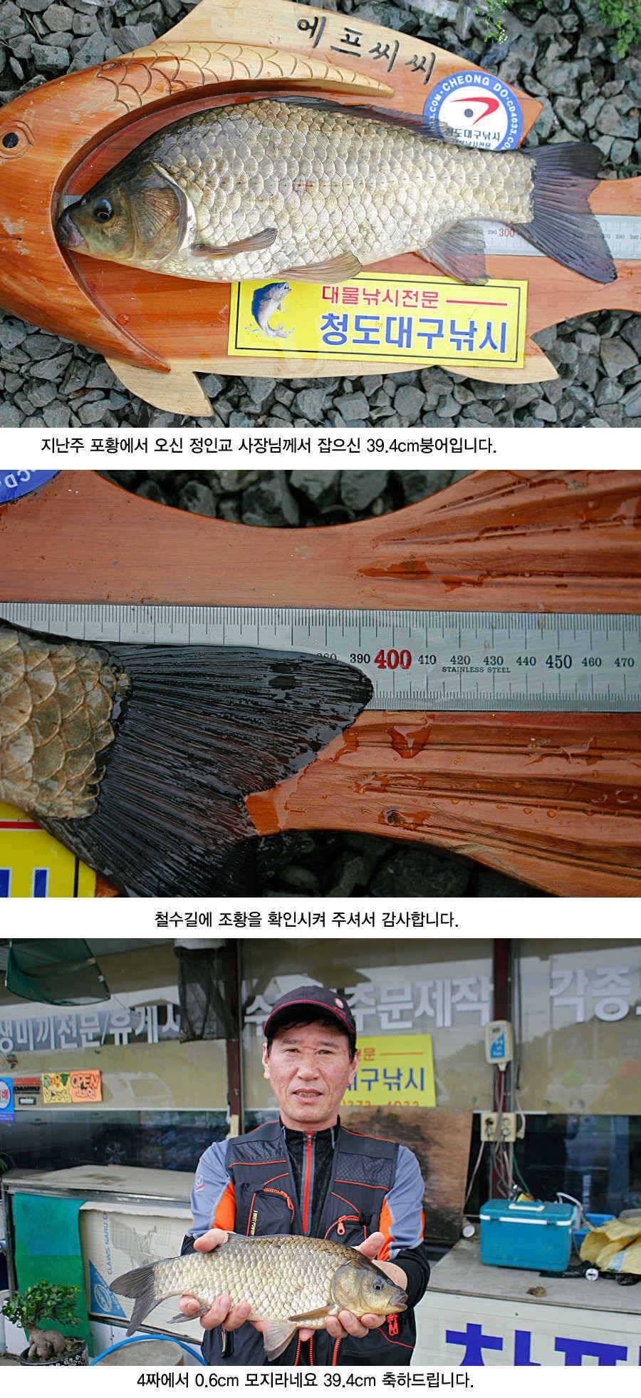 청도권 지난주 주말및 주중393938 (조황조행기 - 특파원조황)