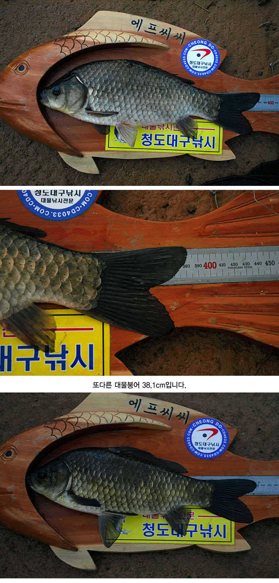 청도권 지난주 주말및 주중393938 (조황조행기 - 특파원조황)
