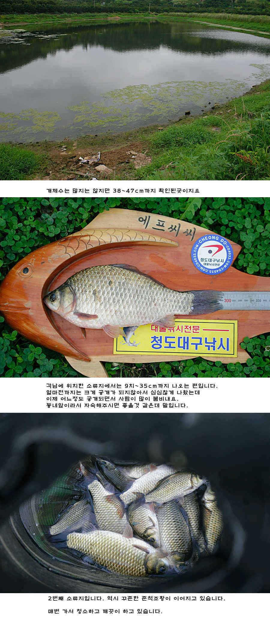 청도권 주중 조황정보 (조황조행기 - 특파원조황)