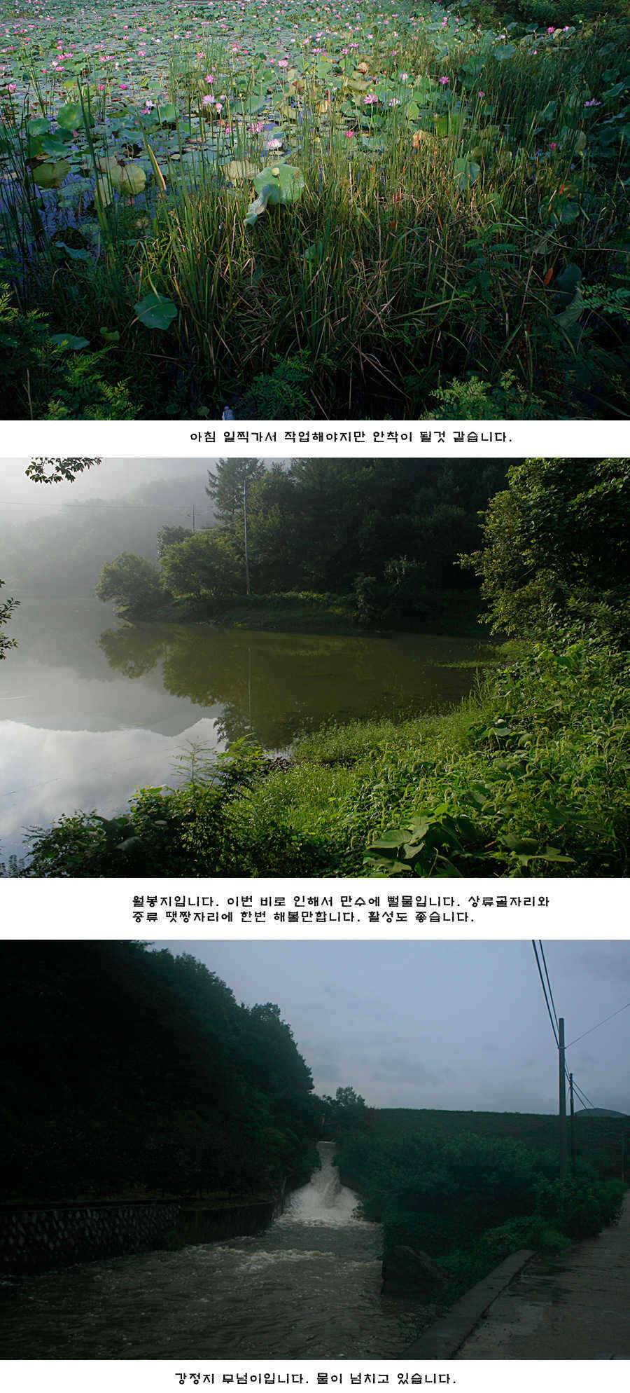 청도권 주말 주중 조황 (조황조행기 - 특파원조황)