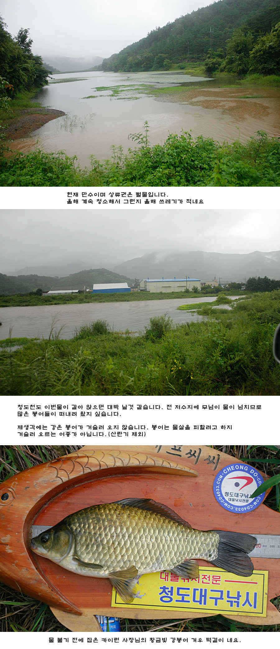 청도권 주말 주중 조황 (조황조행기 - 특파원조황)