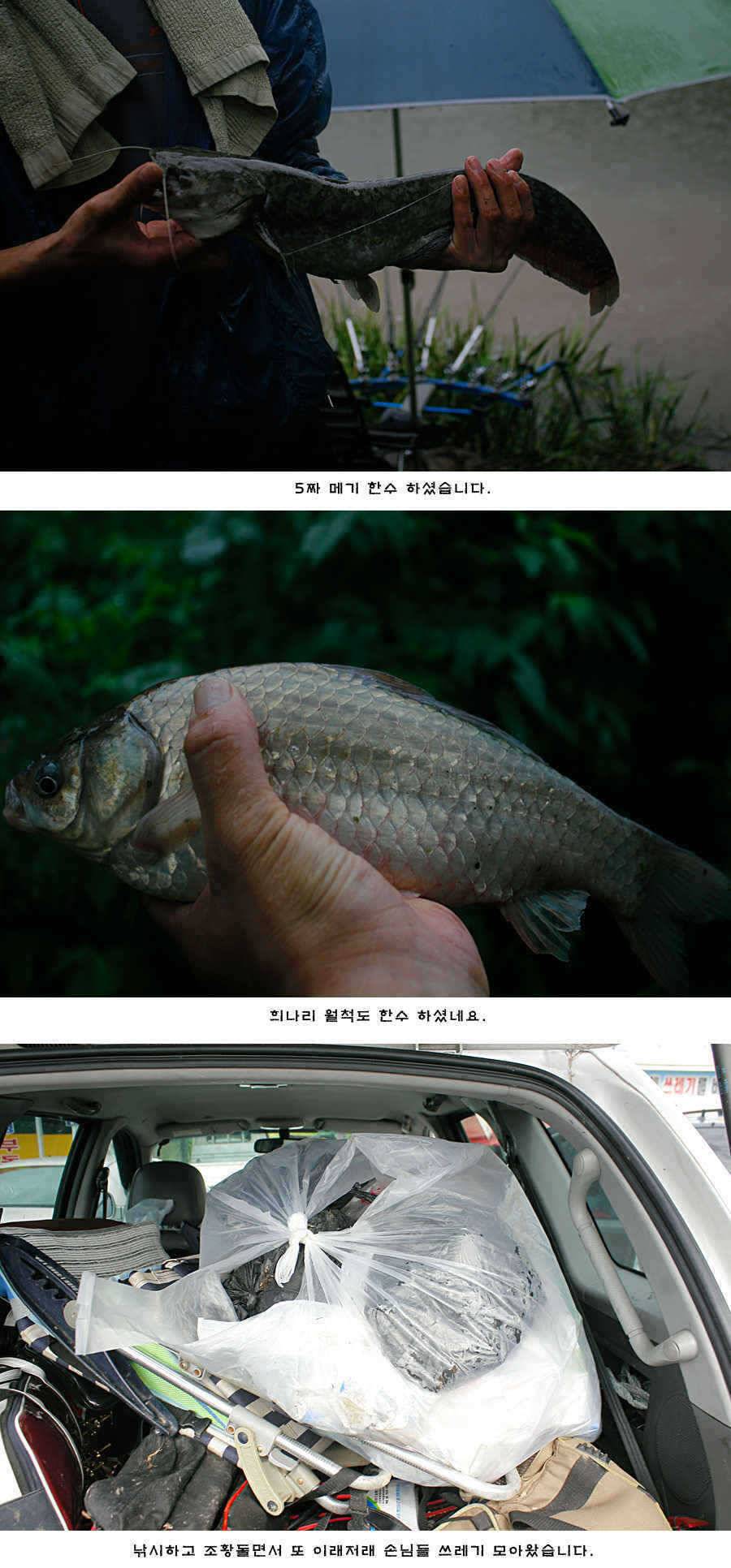 청도권 주말 주중 조황 (조황조행기 - 특파원조황)
