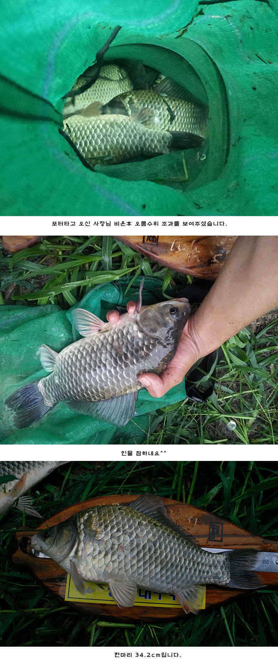 청도권 주말 주중 조황 (조황조행기 - 특파원조황)