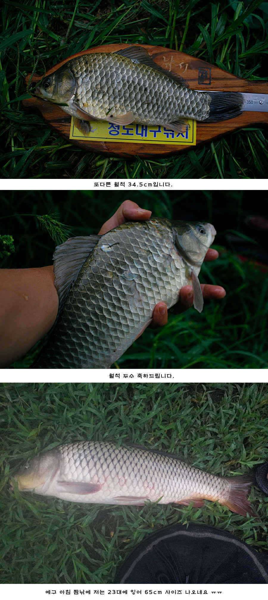 청도권 주말 주중 조황 (조황조행기 - 특파원조황)