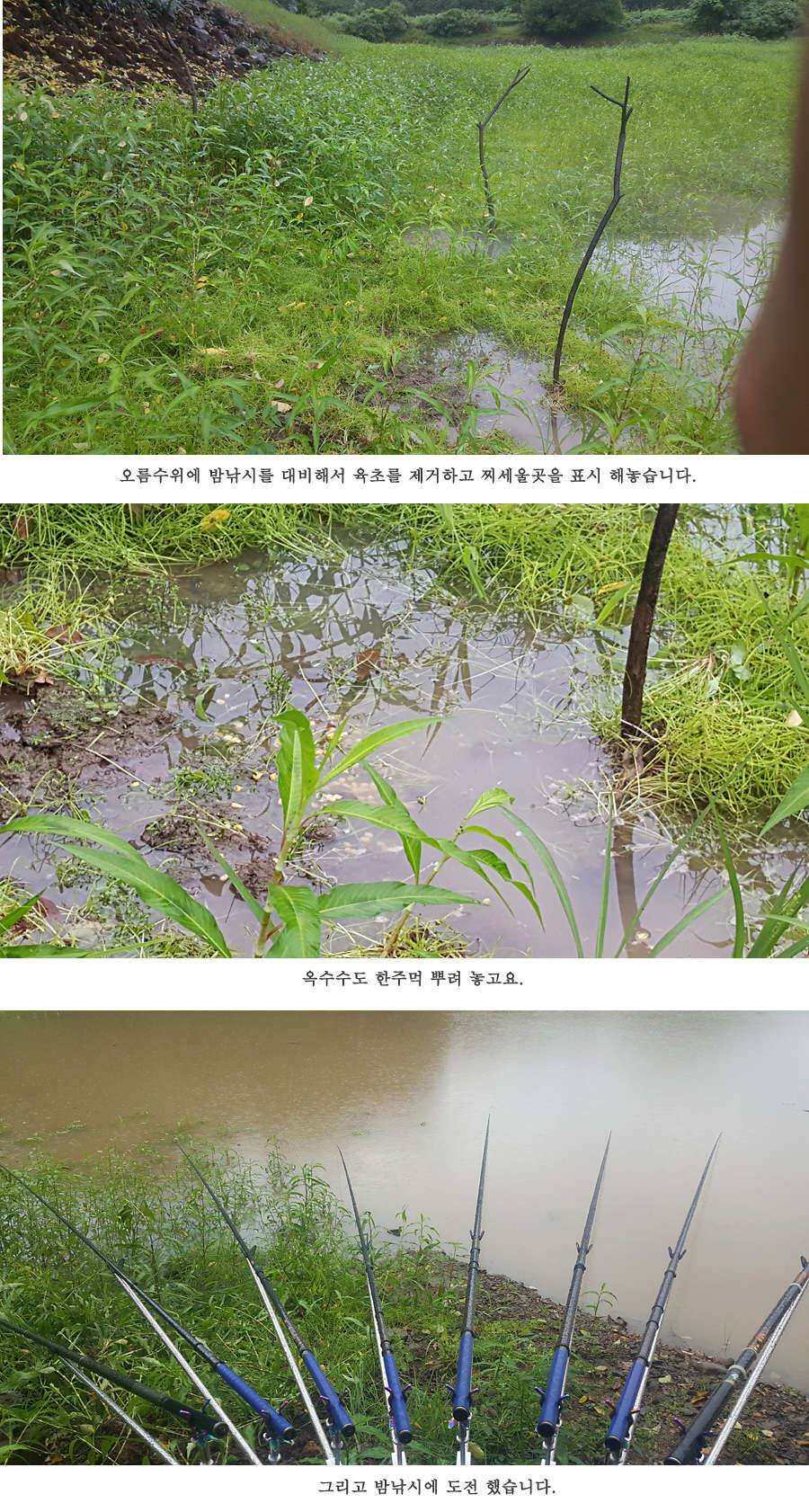 청도권 가뭄 끝 오름수위 (조황조행기 - 특파원조황)