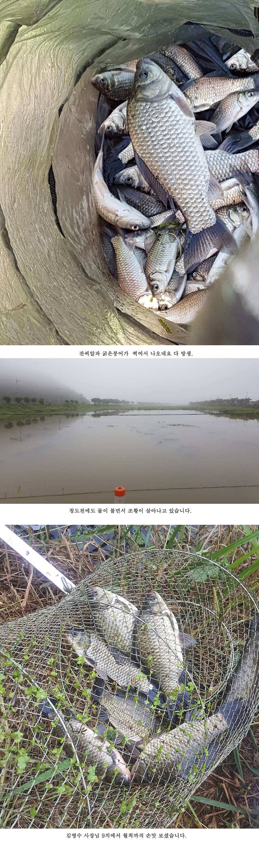 청도권 가뭄 끝 오름수위 (조황조행기 - 특파원조황)