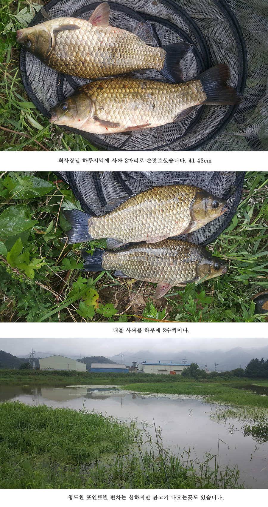 청도권 가뭄 끝 오름수위 (조황조행기 - 특파원조황)