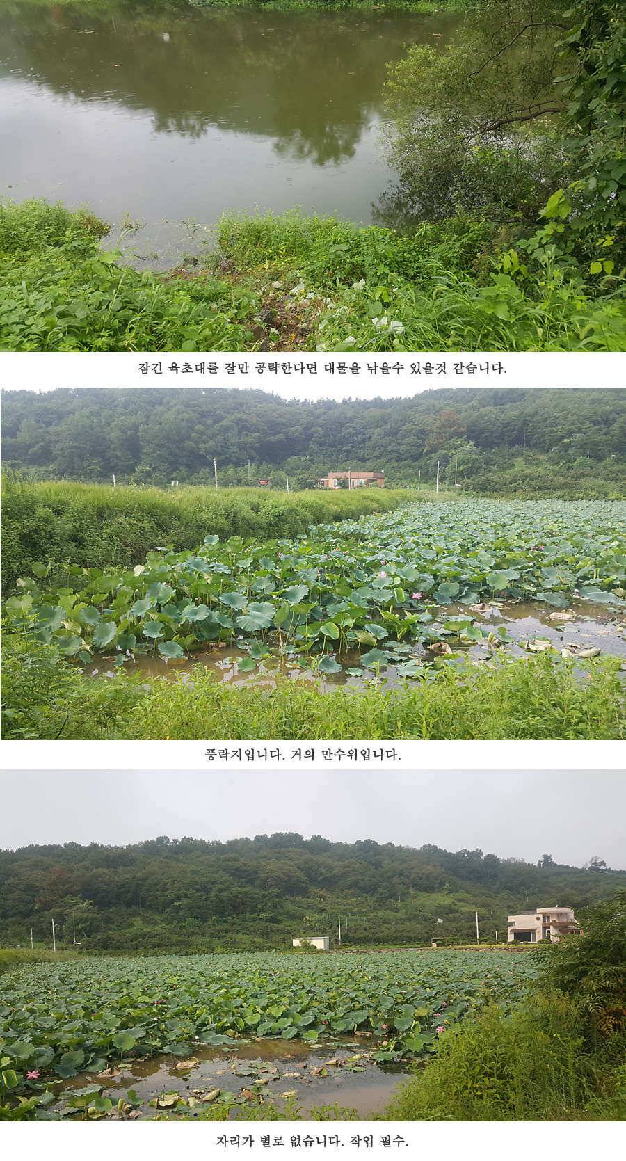 청도권 가뭄 끝 오름수위 (조황조행기 - 특파원조황)