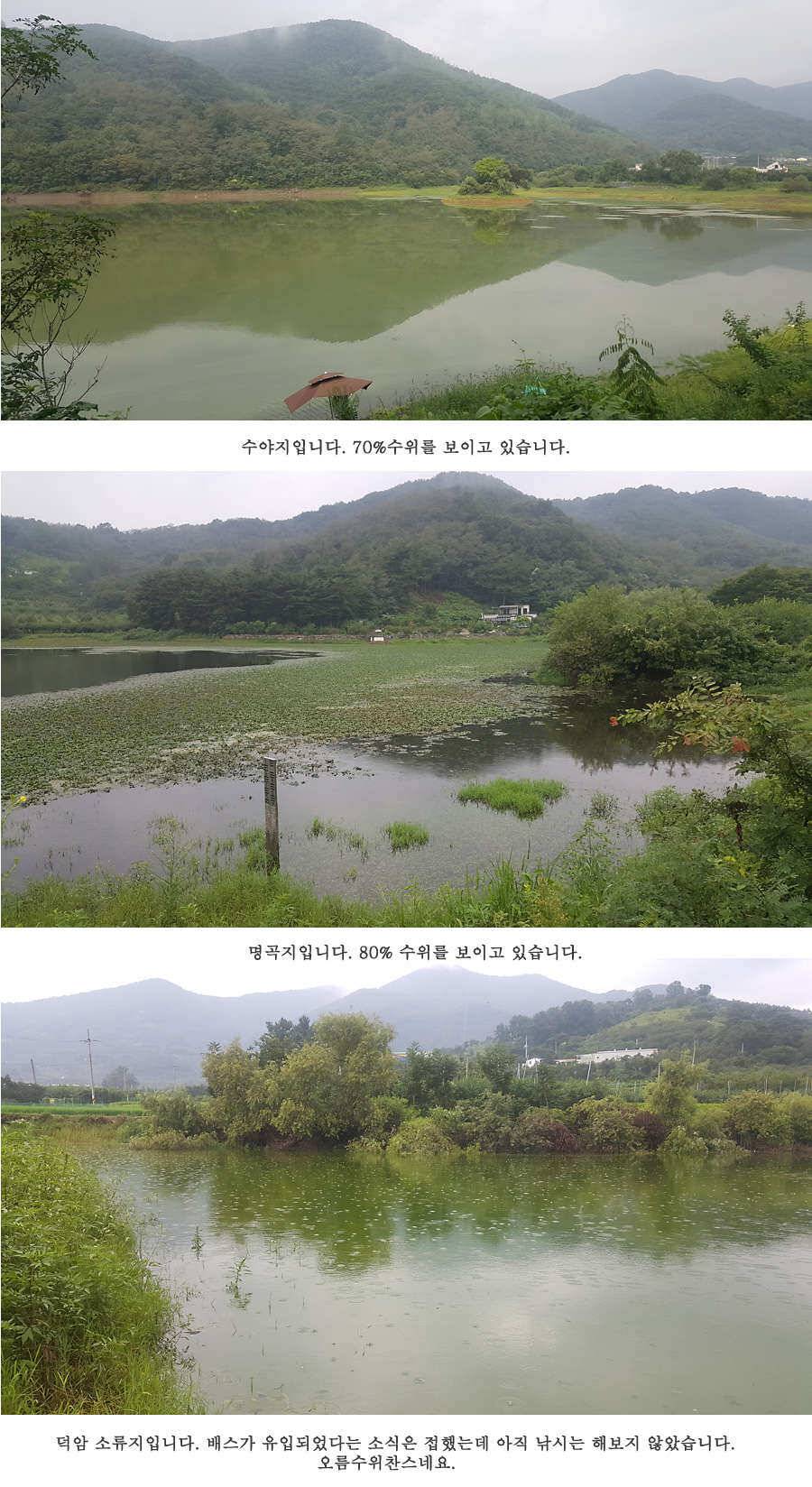 청도권 가뭄 끝 오름수위 (조황조행기 - 특파원조황)